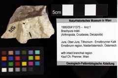 Foto (Objket + Etiketten) von Brachyura indet. 